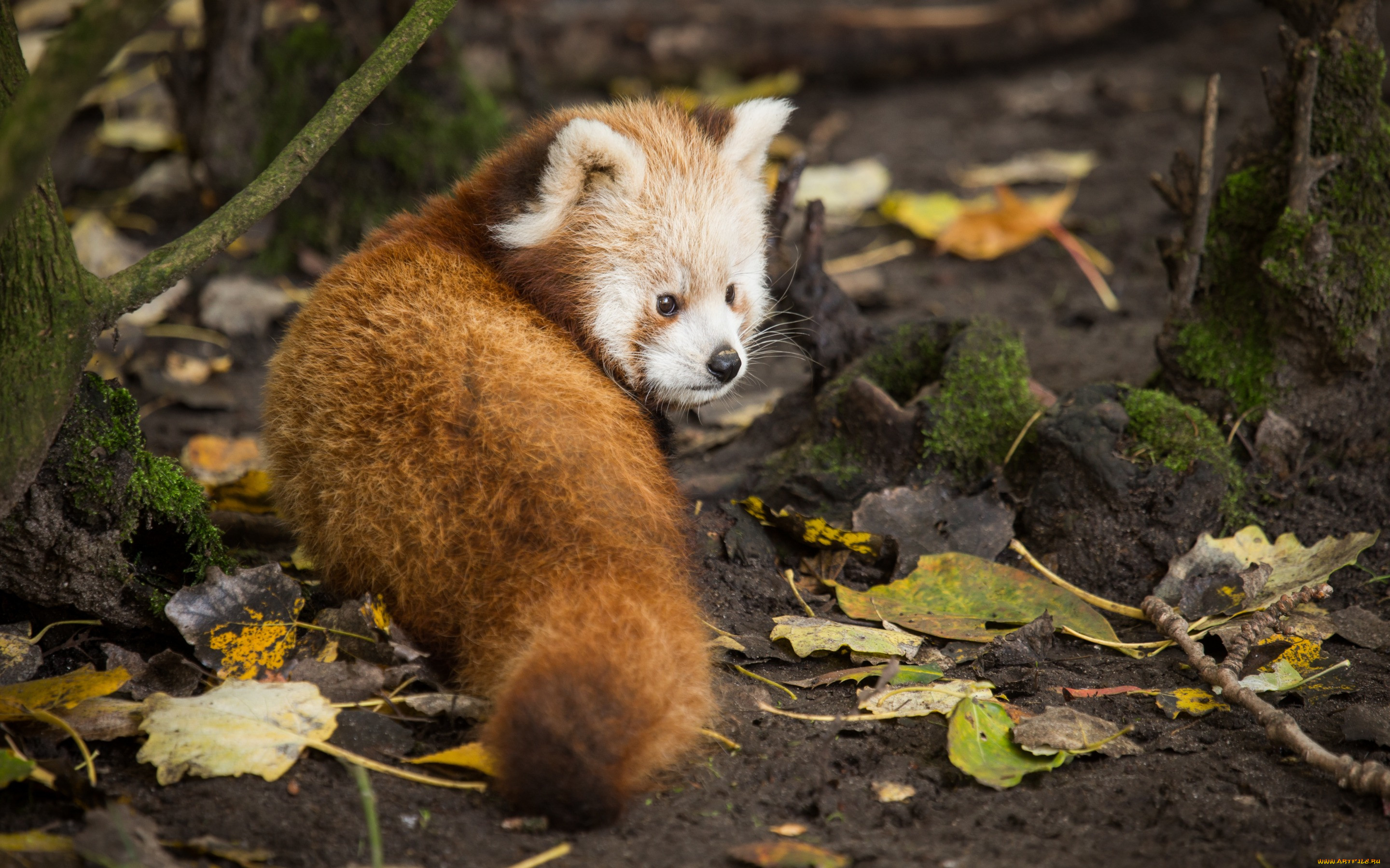 , , , , , , firefox, 